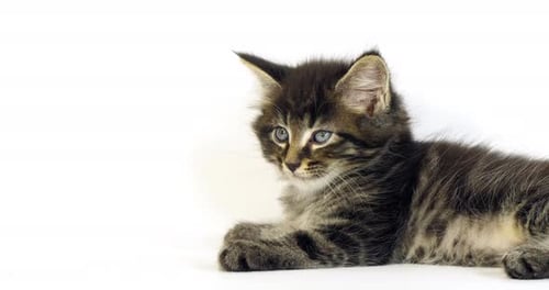 Brown Blotched Tabby Maine Coon Domestic Cat, Kitten Normandy in France, Slow motion 4K