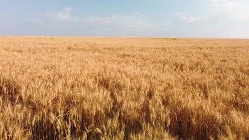 Wheat in the Field Aerial View