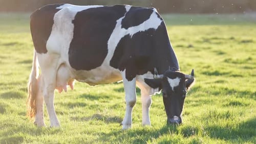 Milk Cow Grazing on Green Farm Pasture on Summer Day