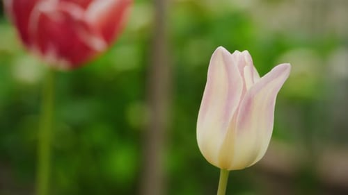 White and Pink Tulip Flower Blooming in the Garden on the Spring Wind in Slow Motion