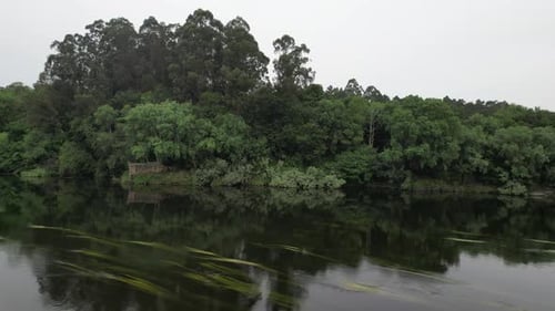 Wald am Fluss mit grünen Bäumen. Natur-Landschaft