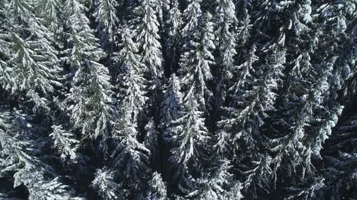 Winter Season Spruce and Pine Trees Covered with Snow. Aerial Top Down Flyover Shot of Winter Forest