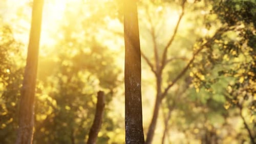 Sunbeams Pour Through Trees in Misty Forest