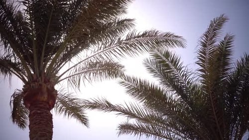 Palm Trees Sway From the Wind on the Beach. Close Up