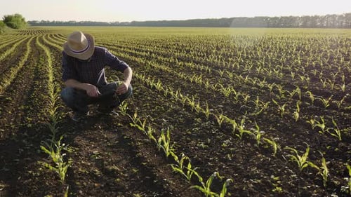Farmer on the Field Examines Corn Sprouts in Spring