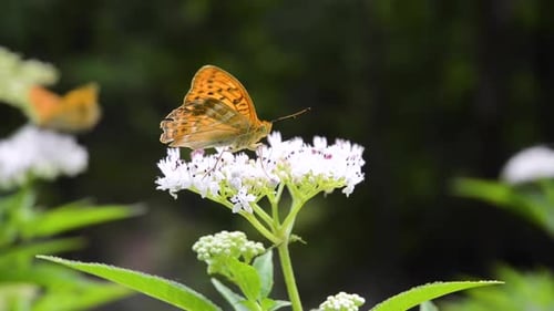 A butterfly feeds on nectar from a wildflower in the balkans
