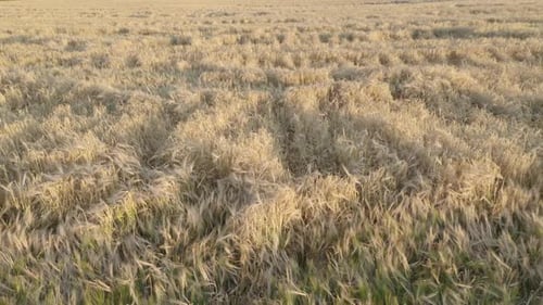 Ährchen aus Weizen auf dem Feld