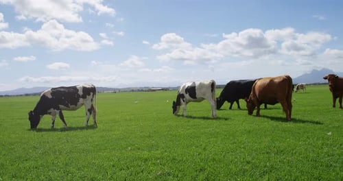 Cattle grazing in the farm 4k