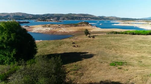 Horses Graze Near Lake in Rural Landscape