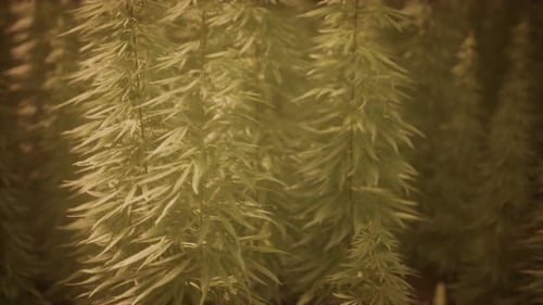 Field of Green Medial Cannabis