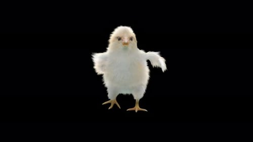 Funny Animated Baby Chick Dancing