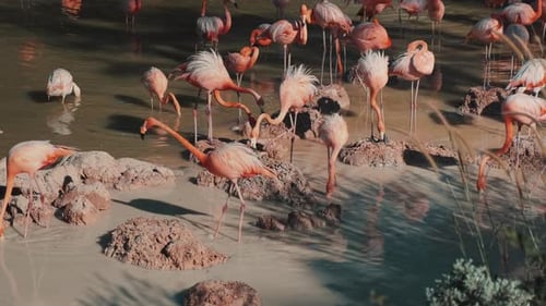 Group of Flamingos in a Pond