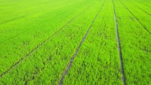 The sapling of the green rice plant. Video of fresh spring rice field