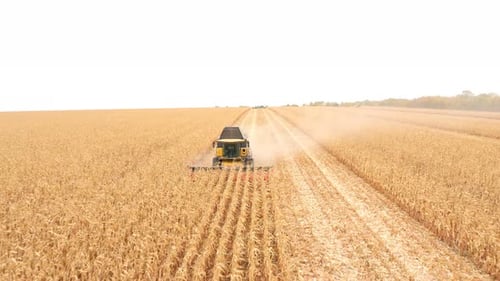 Luftaufnahme von Harvester beim Sammeln von Maisernte auf Ackerland. Überfliegen Mähdrescher Arbeiten auf dem Bauernhof