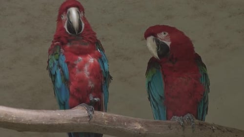 Vögel
