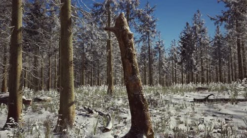 Coniferous Forest Illuminated By the Winter Morning Sun