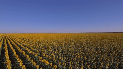 Vast Field Of Sunflowers