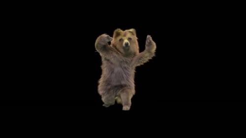 166 Bear Dancing HD