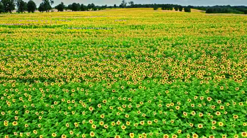 Stunning aerial view of sunflower field in summer