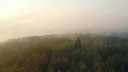 Drone Flying Over Magnificent Misty Green Summer Forest Trees Covered with Amazing Thick Sunrise Fog