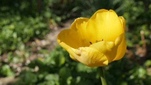 Close-up of yellow Tulipa gesneriana flower bulb 4K 2160 30fps UltraHD footage - Spring Didier tul