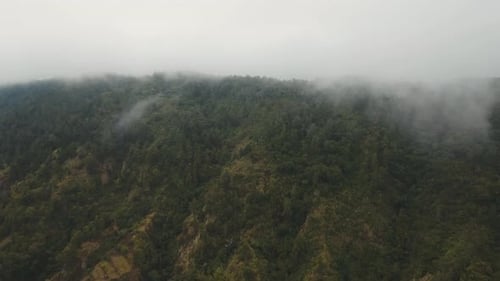 Rainforest in the Fog and Clouds