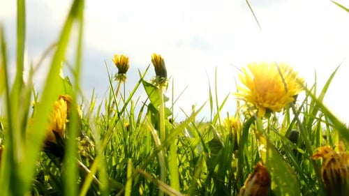 Dandelion field. Spring flower meadow. Spring nature.