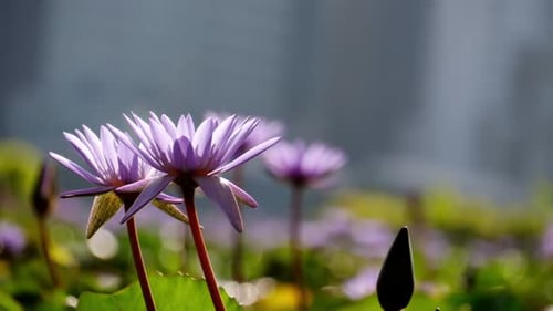 Close Up of Purple Water Lilies in Pond
