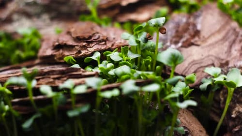 Forest Timelapse of Growing Plant, Sprouts Germination