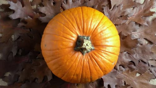 Orange Pumpkin Surrounded by Autumn Oak Leaves