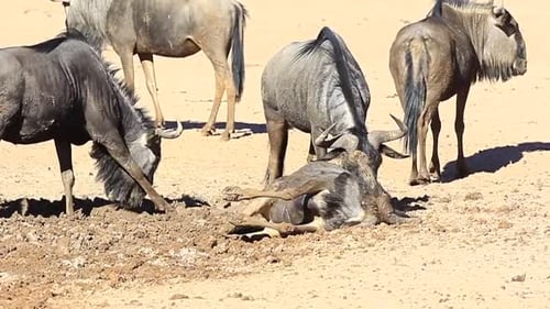 Wildebeest coat themselves in cool wet mud on a hot Kalahari day