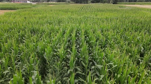 Corn Field