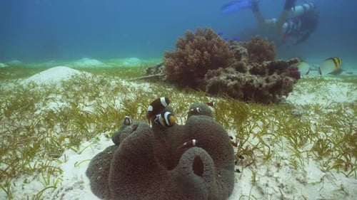 Clownfish Swim in Anemone on Ocean Floor