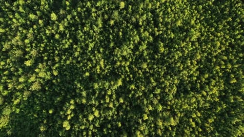 Spring Forest Top View. Wild Nature. Aerial View