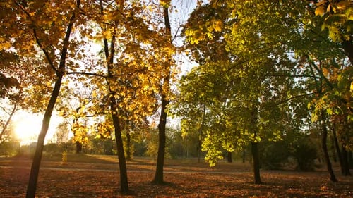Autumn Park Sunset