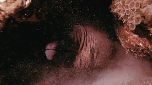 Giant Moray Attack Underwater Catfish