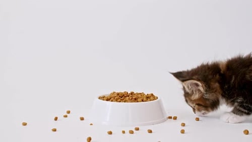 Gatitos de rayas grises que comen comida fresca y seca para gatos pequeños