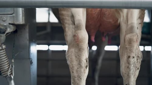 Procéder la traite automatique des vaches dans une ferme moderne