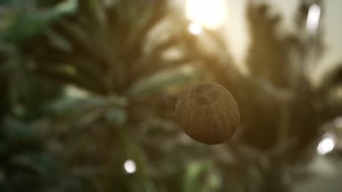 Slowly Rotating Coconut in Natural Tropical Green Background