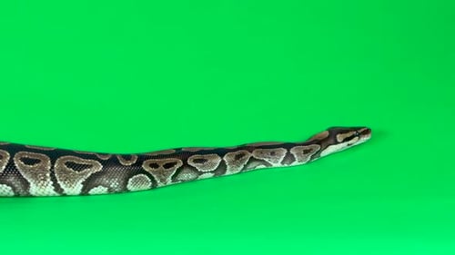 Royal Python ou Python Regius sur fond vert au Studio. Ralenti