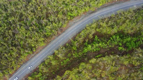 View From a Drone Vertically Down on an Asphalt Road in the Forest at Dawn