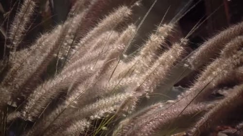 Green Bush Is Like Reeds, the Wind Shakes It