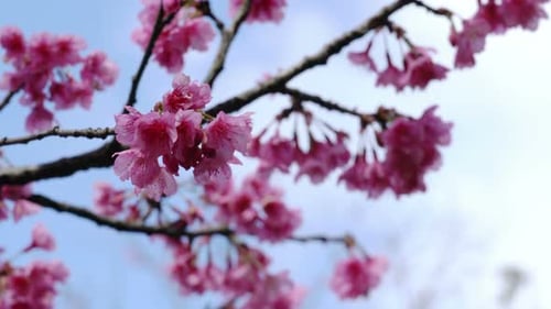 Japan Sakura