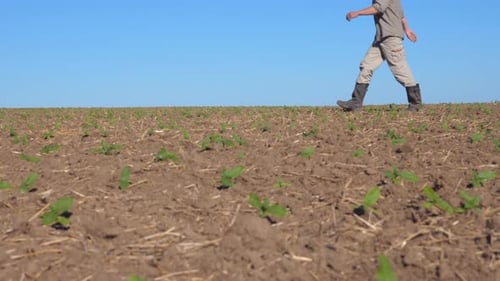 Unrecognizable Young Male Farmer Going Through the Small Green Sprouts of Sunflower on His Field at