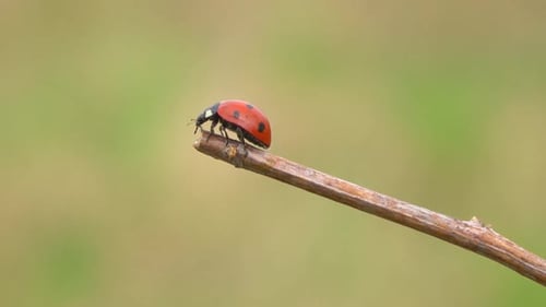 Ladybug Walking Down a Small Tree Branch