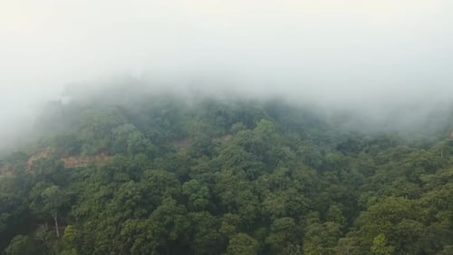 Regenwald in Wolke | Bali, Indonesien
