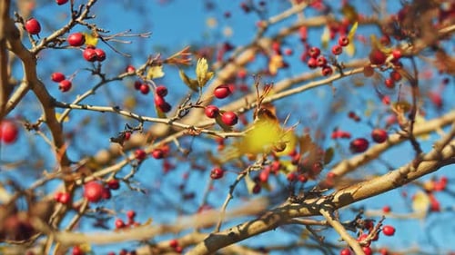Rosehip Bushes Branch Over Nice Lakeshore Landscape