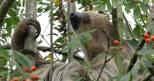 Faultier mit zwei Zehen, Choloepus didactylus, Erwachsene, hängend am Ast, bewegend, Echtzeit 4K