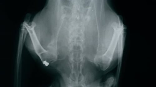 X-Ray of Animal Rib Cage in Hospital