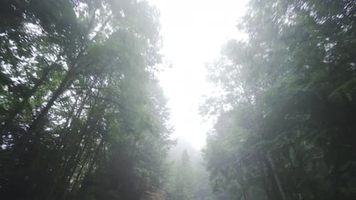 Looking Up While Driving Through Wooded Road.